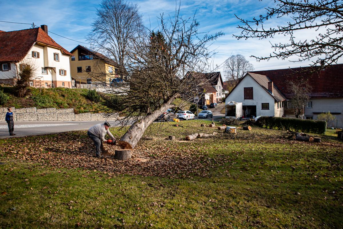 Mehr über den Artikel erfahren Baumfällarbeiten